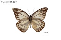 藏品(鋸粉蝶)的圖片